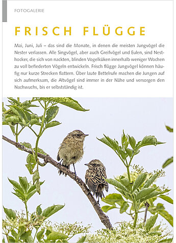 FOTOGALERIE: FRISCH FLGGE