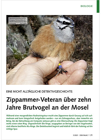 EINE NICHT ALLTGLICHE DETEKTI VGESCHICHTE: ZIPPAMMER-VETERAN BER 10 JAHRE BRUTVOGEL MOSEL