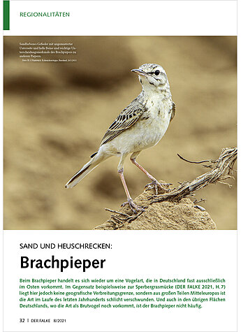 SAND UND HEUSCHRECKEN: BRACH PIEPER