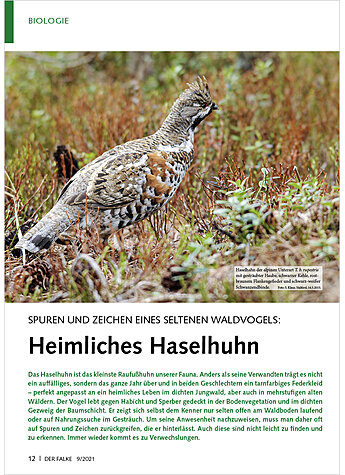 SPUREN UND ZEICHEN EINES SELTE NEN WALDVOGELS: HEIMLICHES HASELHUHN