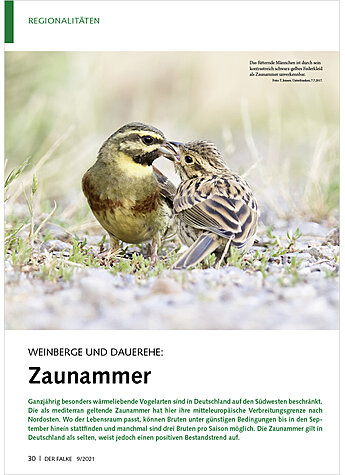 WEINBERGE UND DAUEREHE: ZAUN AMMER