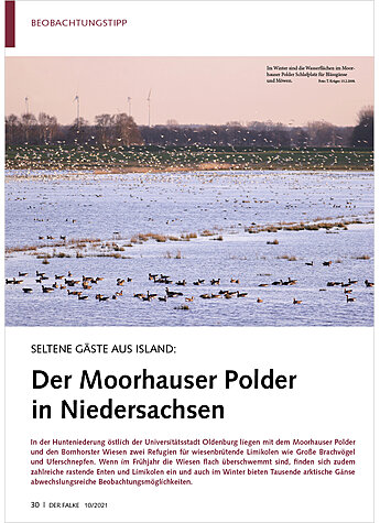 SELTENE GSTE AUS ISLAND: DER MOORHAUSER POLDER IN NIEDER SACHSEN