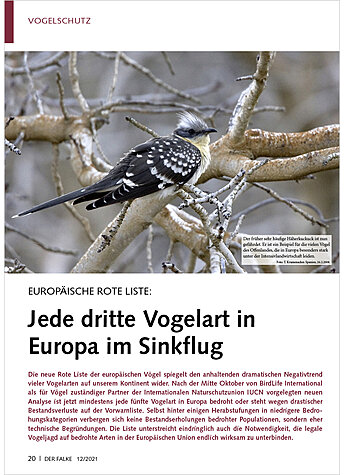 EUROPISCHE ROTE LISTE: JEDE DRITTE VOGELART IN EUROPA IM SINKFLUG