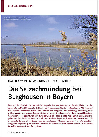 ROHRDOMMELN, WALDRAPPE UND SEE ADLER: DIE SALZACHMNDUNG BEI BURGHAUSEN IN BAYERN