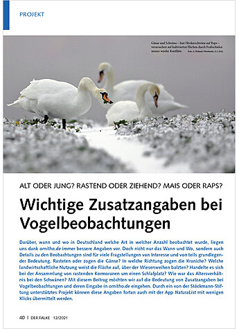 ALT ODER JUNG? RASTEND ODER ZI EHEND? WICHTIGE ZUSATZANGABEN BEI VOGELBEOBACHTUNGEN