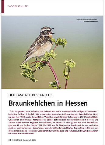 LICHT AM ENDE DES TUNNELS: BRAUNKEHLCHEN IN HESSEN