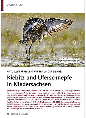 AKTUELLE ERFASSUNG MIT TRAURIG ER BILANZ: KIEBITZ UND UFER SCHNEPFE IN NIEDERSACHSEN