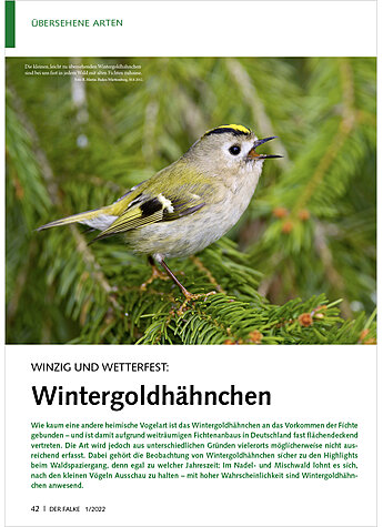 WINZIG UND WETTERFEST: WINTER GOLDHHNCHEN