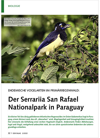 ENDEMISCHE VOGELARTEN IM PRIM RREGENWALD: SERRARIIA SAN RAFA EL NATIONALPARK IN PARAGUAY