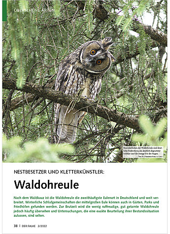 NESTBESETZER UND KLETTERKNST LER: WALDOHREULE