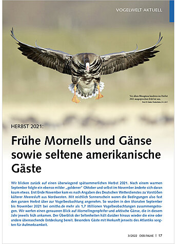 HERBST 2021: FRHE MORNELLS UND GNSE SOWIE SELTENE AMERIK ANISCHE GSTE