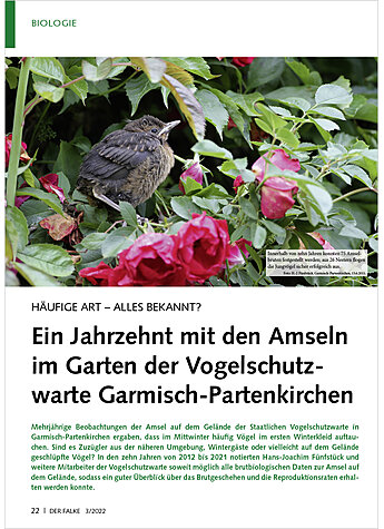 HUFIGE ART - ALLES BEKANNT? EIN JAHRZEHNT MIT DEN AMSELN IM GARTEN DER VOGELSCHUTZWARTE