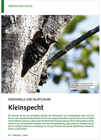 WEICHHOLZ UND BLATTLUSE: KLEINSPECHT