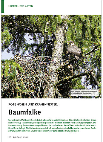 ROTE HOSEN UND KRHENNESTER: BAUMFALKE