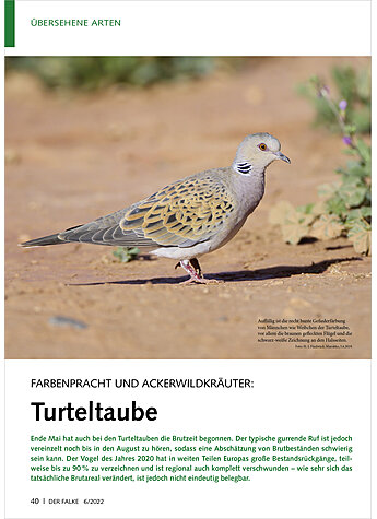 FARBENPRACHT UND ACKERWILD KUTER: TURTELTAUBE