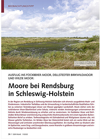 AUSFLUG INS FOCKBEKER MOOR, DE LLSTEDTER BIRKWILDMOOR UND WIL DE MOOR: MOORE BEI RENDSBURG