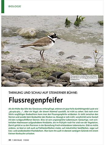 TARNUNG UND SCHAU AUF STEINER NER BHNE: FLUSSREGENPFEIFER