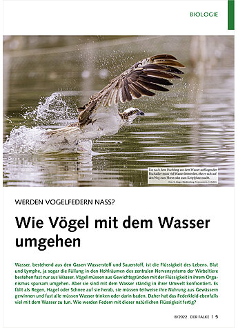 WERDEN VOGELFEDERN NASS? WIE VGEL MIT DEM WASSER UMGEHEN