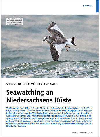 SELTENE HOCHSEEVGEL GANZ NAH: SEAWATCHING AN NIEDERSACHSENS KSTE