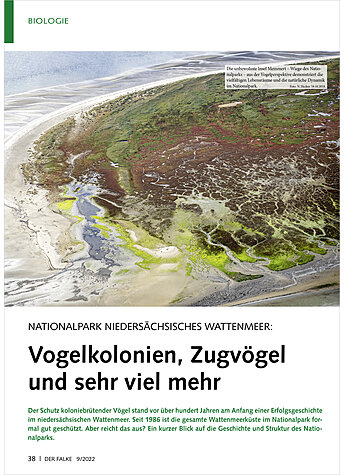 NATIONALPARK NIEDERSCHSISCHES WATTENMEER: VOGELKOLONIEN ZUG VGEL UND SEHR VIEL MEHR