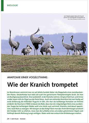 ANATOMIE EINER VOGELSTIMME: WIE DER KRANICH TROMPETET