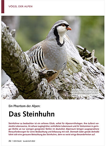 EIN PHANTOM DER ALPEN: DAS STEINHUHN