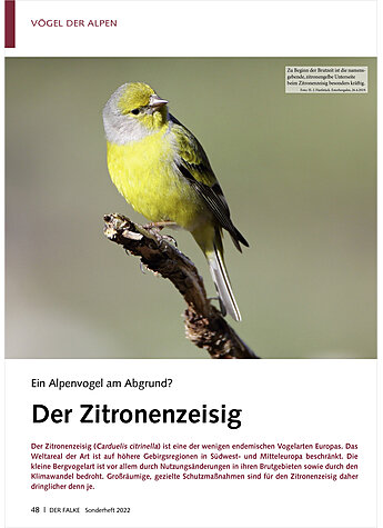 EIN ALPENVOGEL AM ABGRUND? DER ZITRONENZEISIG