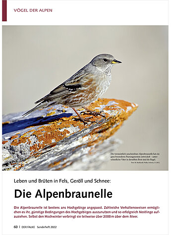 LEBEN UND BRTEN IN FELS, GERLL UND SCHNEE: DIE ALPEN BRAUNELLE