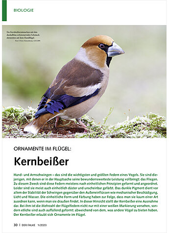 ORNAMENTE IM FLGEL: KERNBEISS ER