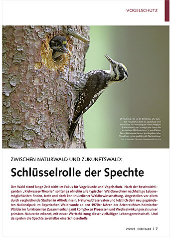 ZWISCHEN NATURWALD UND ZUKUNFT SWALD: SCHLSSERROLLE DER SPECHTE