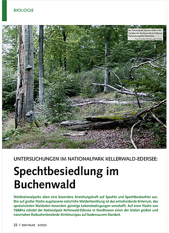 UNTERSUCHUNGEN IM NATIONALPARK KELLERWALD-EDERSEE: SPECHTBE SIEDLING IM BUCHENWALD