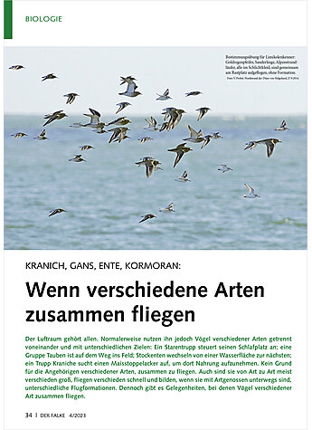 KRANICH, GANS, ENTE, KORMORAN: WENN VERSCHIEDENE ARTEN ZU SAMMEN FLIEGEN