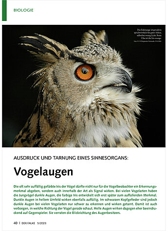 AUSDRUCK UND TARNUNG EINES SINNESORGANS VOGELAUGEN