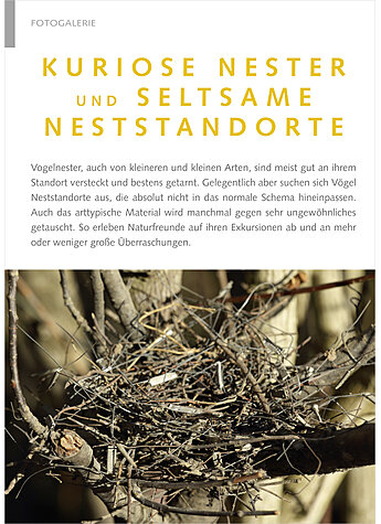 KURIOSE NESTER UND NESTSTAND ORTE