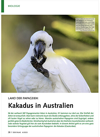 LAND DER PAPAGEIEN KAKADUS IN AUSTRALIEN