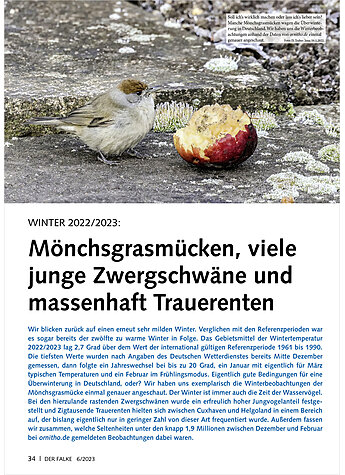 VOGELWELT AKTUELL WINTER 2022/ 2023 MNCHSGRASMCKEN, VIELE ZWERGSCHWNE UND TRAUERENTEN