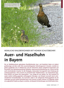 HEIMLICHE WALDBEWOHNER MIT HOHEM SCHUTZBEDARF AUER- UND HASELHUHN IN BAYERN