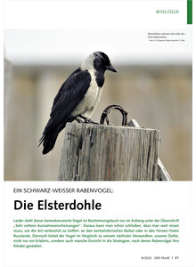 EIN SCHWARZ-WEISSER RABENVOGEL DIE ELSTERDOHLE