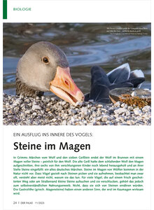 EIN AUSFLUG INS INNERE DES VOGELS STEINE IM MAGEN