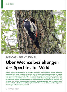 BUNTSPECHT, FICHTE UND EICHE BER WECHSELBEZIEHUNGEN DES SPECHTES IM WALD