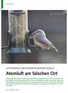 LUFTSACKRISSE UND HAUTEMPHYSEM BEI VGELN ATEMLUFT AM FALSCHEN ORT