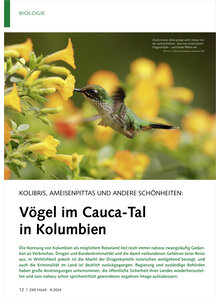 KOLIBRIS, AMEISENPITTAS UND AN ANDERE SCHNHEITEN VGEL IM CAUCA-TAL IN KOLUMBIEN