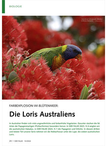 FARBEXPLOSION IM BLTENMEER DIE LORIS AUSTRALIENS