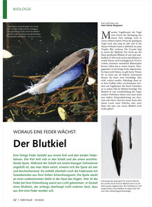 WORAUS EINE FEDER WCHST DER BLUTKIEL