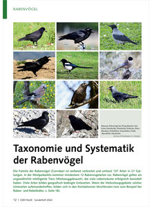 TAXONOMIE UND SYSTEMATIK DER RABENVGEL