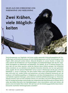 NEUES AUS DER HYBRIDZONE VON RABENKRHE UND NEBELKRHE ZWEI KRHEN, VIELE MGLICHKEITEN