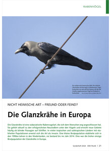 NICHT HEIMISCHE ART - FREUND ODER FEIND DIE GLANZKRHE IN EUROPA