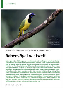 WEIT VERBREITET UND VIELFLTIG ER ALS MAN DENKT RABENVGEL WELTWEIT