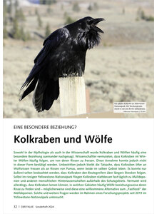EINE BESONDERE BEZIEHUNG KOLKRABEN UND WLFE
