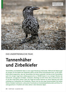 DAS UNZERTRENNLICHE PAAR TANNENHHER UND ZIRBELKIEFER